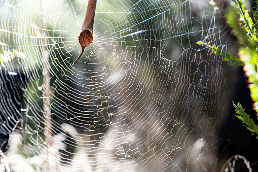 Leaf curling spider peeking from his home in the middle of large web against blurred background