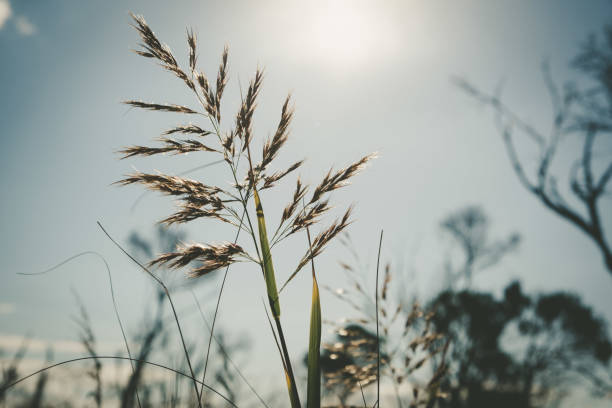 istock Bright sun shining on reed with shallow focus 1218347171