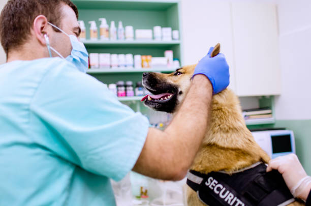 istock Service Dog at Veterinary clinic in routine medical examination 1218348347
