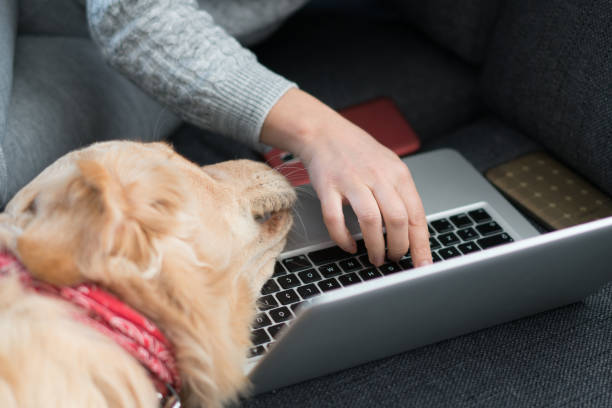 istock Bored Dog Waiting for Owner 1218348608