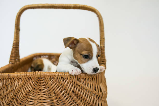 istock White jack russell terrier puppies 1218349497