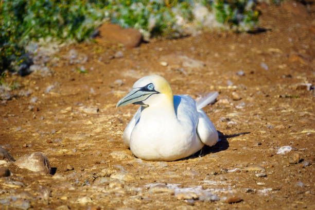 istock Gannet birds in the Bonaventure Island 1218350072