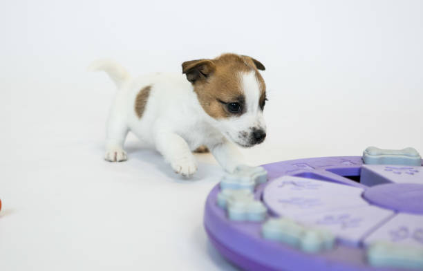 istock Puppies of a white jack russell terrier 1218351134