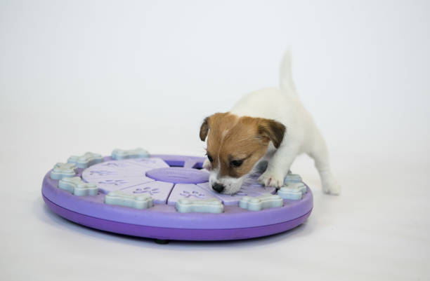 istock Puppies of a white jack russell terrier 1218351864
