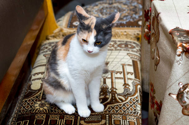 istock spotted cat sitting in the kitchen corner 1218353838