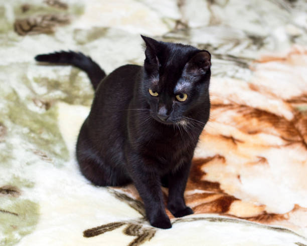 istock beautiful black cat on the bed 1218354626