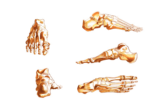 ink and watercolor illustration of human foot anatomy bones