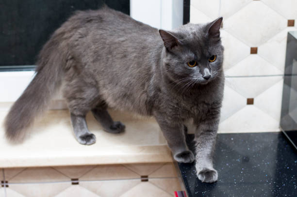 istock a large grey cat stands on the windowsill 1218354832