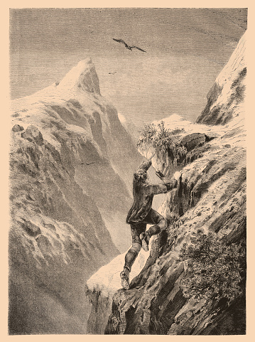 Illustration of a The Edelweiss by  Theodor Alexander Weber