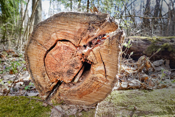 istock Drank old logs in the forest. Wood background. 1218355588