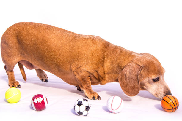 istock Miniature Dachshund Sports 1218356475