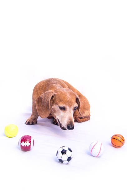 istock Miniature Dachshund Sports 1218356570