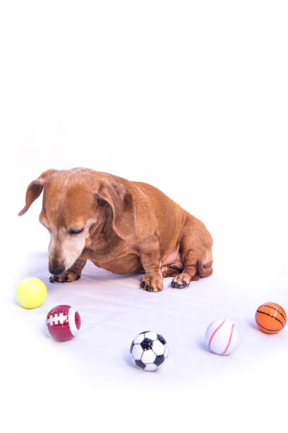 istock Miniature Dachshund Sports 1218356597
