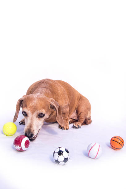 istock Miniature Dachshund Sports 1218357127