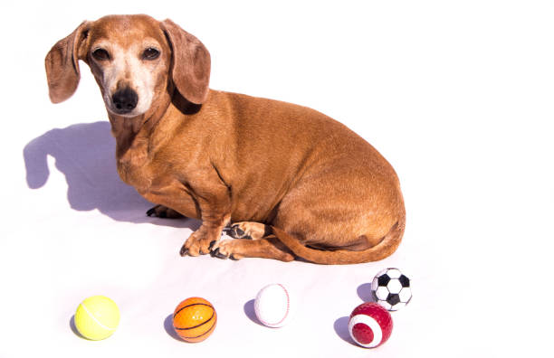 istock Miniature Dachshund Sports 1218357459