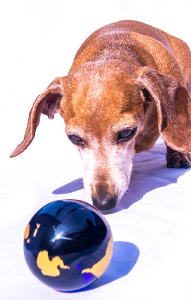 istock Miniature Dachshund World 1218358836