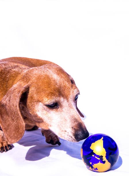 istock Miniature Dachshund World 1218358853