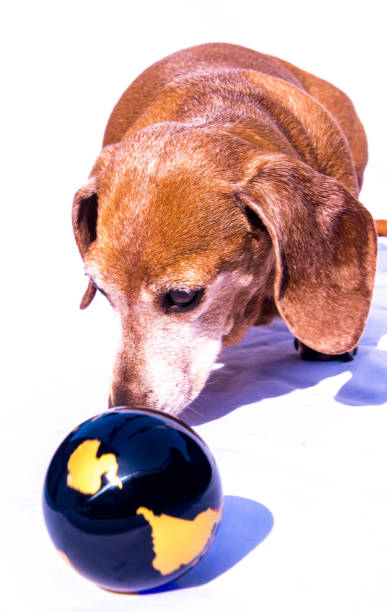 istock Miniature Dachshund World 1218358905