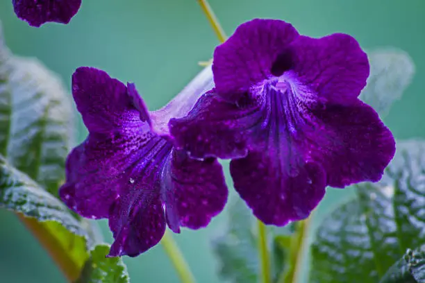 Purple flower of the Cape Violet (Streptocarpus)