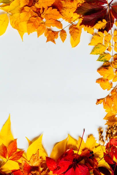 istock yellow and red leaves autumn white postcard background 1218359410