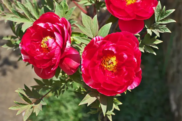 Photo of Flower of the peony