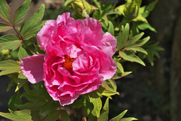 istock Flower of the peony 1218360418
