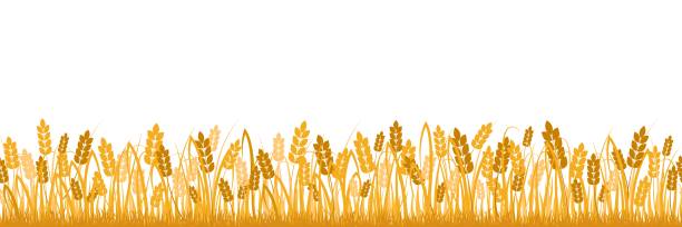 漫画の黄色い小麦フィールドの背景は、白いベクトルフラットイラストに隔離 - stem non urban scene wheat rural scene点のイラスト素材／クリップアート素材／マンガ素材／アイコン素材