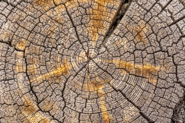 texture détaillée en bois du tronc d’arbre coupé ou de la souche, gros plan. anneaux d’arbres organiques rugueux. section transversale de tronc d’arbre - cross shape cross rough wood photos et images de collection