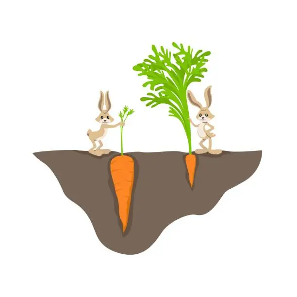 Vector illustration of Two funny cartoon rabbit with small and big carrot on garden bed vector graphic illustration