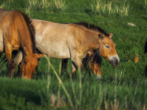 istock Takhi Horse or Przewalski’ Horse 1218362012