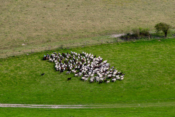 istock A Flock of Sheep 1218362101