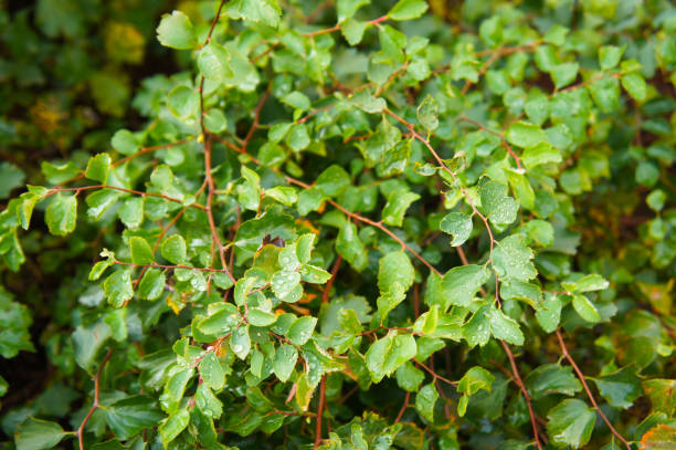 Nothofagus betuloides or magellan's beech green leaves stock photo