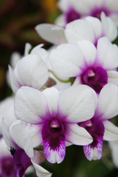 dendrobium phalaenopsis orchids or polar fire white and purple flowers vertcial dendrobium phalaenopsis orchids or polar fire white and purple flowers vertcial Dendrobium stock pictures, royalty-free photos & images
