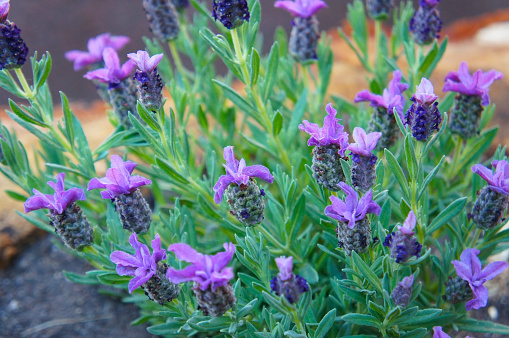 Lavandula latifolia or  broadleaved lavender purple flowers