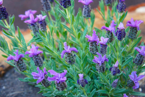 Lavandula latifolia or  broadleaved lavender purple flowers stock photo