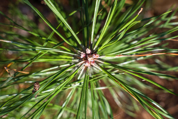 istock Macro photo of a spruce branch 1218363527
