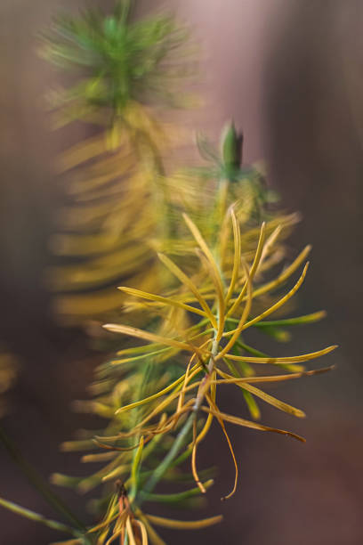 Macro photo of a spruce branch