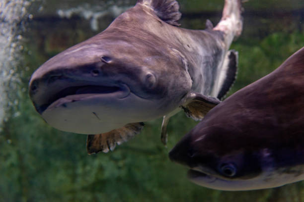 istock Blacktip sharks (Carcharhinus limbatus) swimming in aquarium. Fish under water. 1218364919