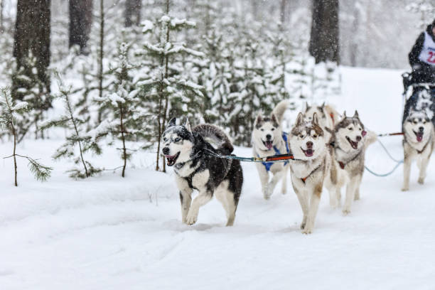istock Husky sled dog racing 1218365059