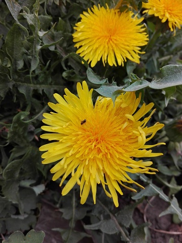 hermosas flores amarillas photo