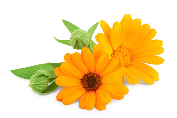 istock Calendula. Marigold flower with leaves isolated on white background 1218367064