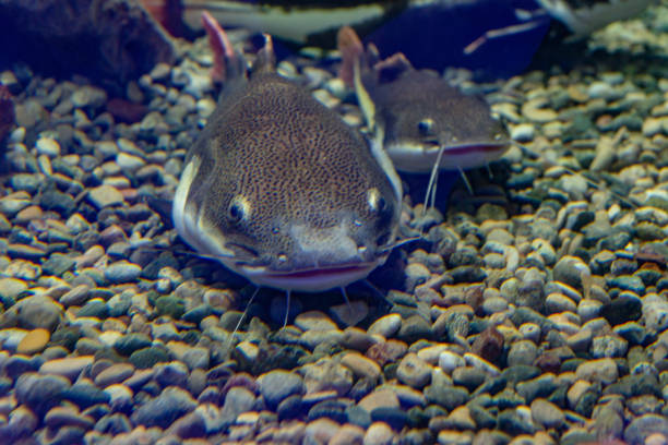 Underwater photo of a big Catfish (Silurus Glanis). Gaziantep - Turkey. Underwater photo of a big Catfish (Silurus Glanis). wels catfish stock pictures, royalty-free photos & images