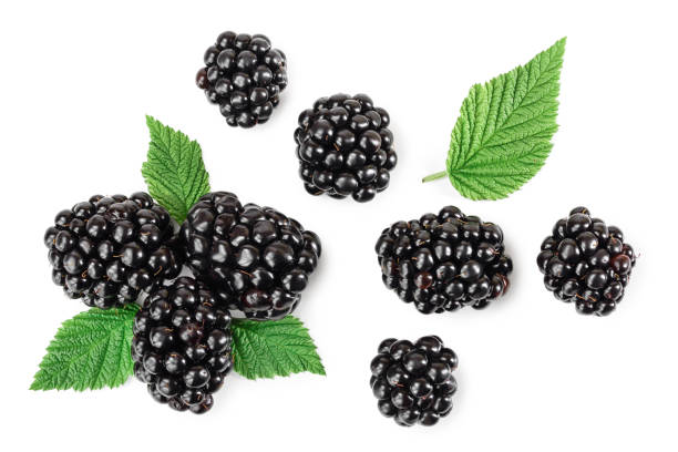 istock blackberry with leaf isolated on a white background closeup 1218367826
