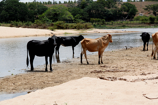 conde, bahia / brazil - march 30, 2013: cattle are seen beside the Itapicuru River bank in the municipality of Conde.