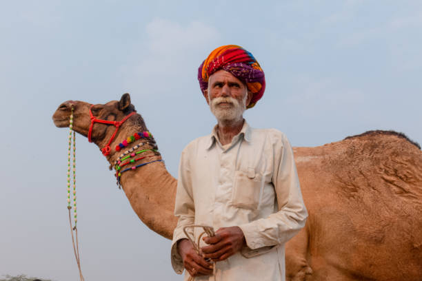 indischer mann mit kamelen während pushkar kamel messe - camel fair stock-fotos und bilder