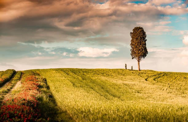 istock Sunny landscape from Val d'Orcia, Tuscany, Italy 1218369383