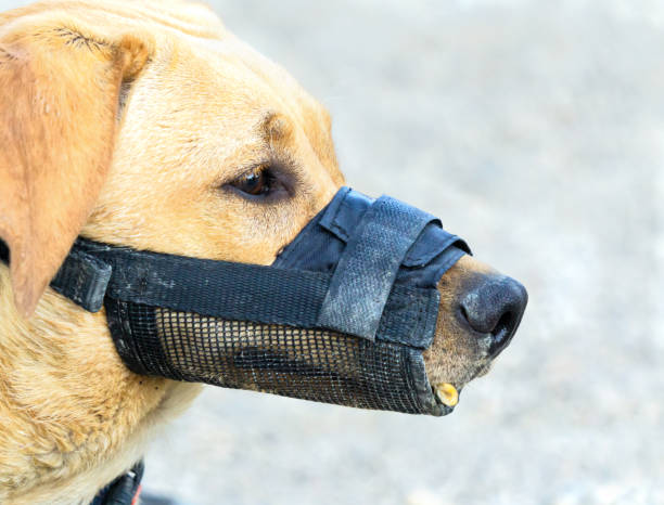 Outdoors portrait of a dog with a muzzle Outdoors portrait of a dog with a muzzle restraint muzzle photos stock pictures, royalty-free photos & images