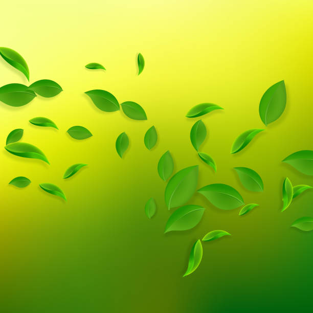 fallende grüne blätter. frischer tee chaotische blätter fliegen - yellow green algae stock-grafiken, -clipart, -cartoons und -symbole