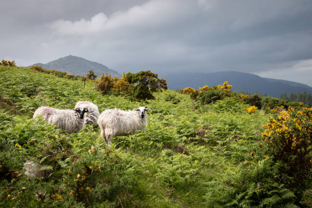 istock Sheep standing looking at camera in grassy green landscape 1218371072