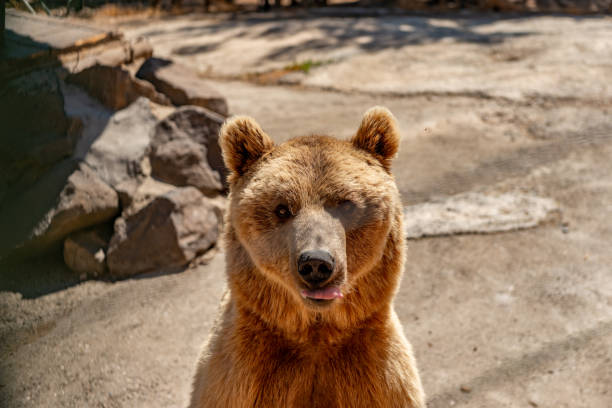 Grizzly bear (Ursus arctos) sow stands up for a better view of her surroundings  Park, Gaziantep. stock photo